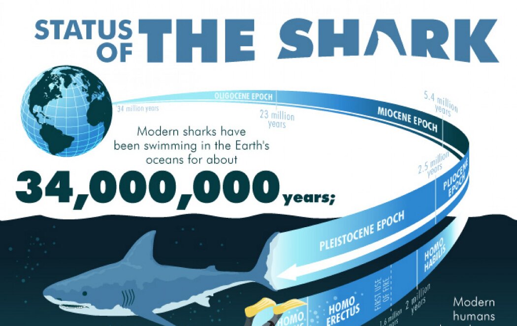 https://occupytheory.org/wp-content/uploads/2013/12/Shark-Finning-Statistics.jpg