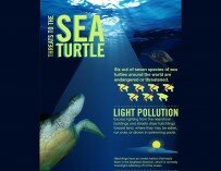 Why Are Sea Turtles Endangered